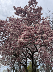 Forest Schools: The Need for Nature
